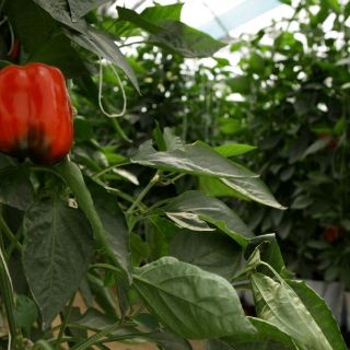 Científicos de la UNAM desarrollan invernaderos inteligentes