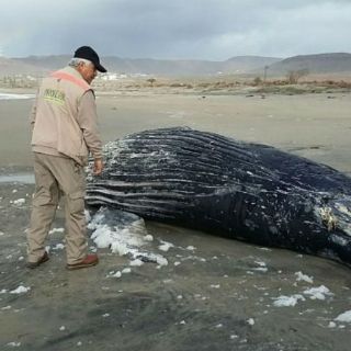 Encuentran varada a ballena jorobada en playa de Ensenada