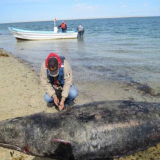 La Profepa halla siete ballenas grises muertas en BCS