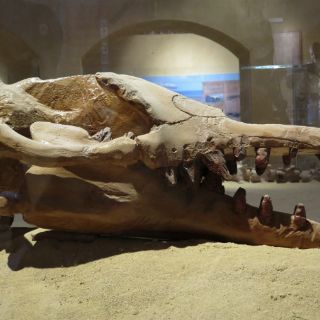 Egipto abre museo de fósiles marítimos y cambio climático