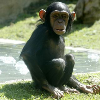 Chimpancés sí establecen lazos de confianza con sus amigos: estudio