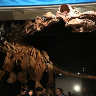 Exponen en NY colosal dinosaurio hallado en la Patagonia