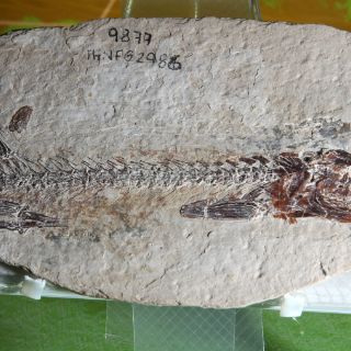 Hallan fósil de un pez de cerca de 130 millones de años