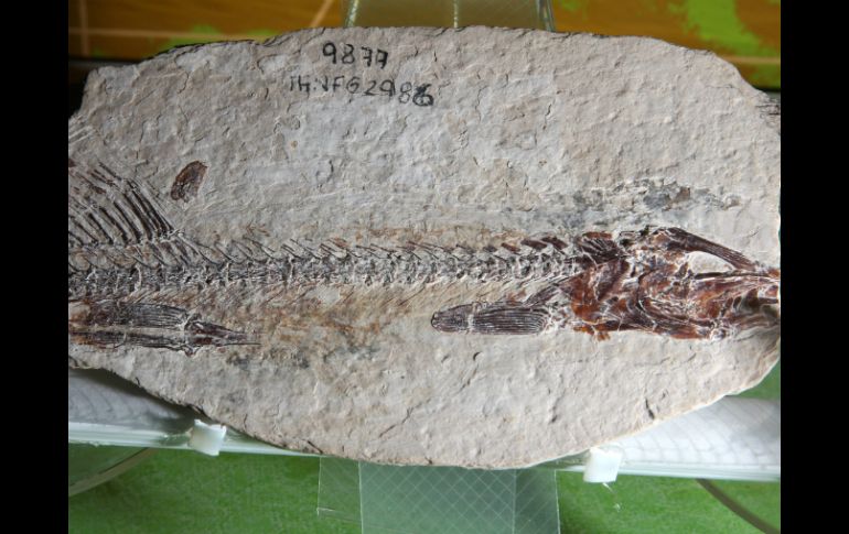 Después de las oportunas investigaciones, el fósil será exhibido en el MACU. NTX / ARCHIVO