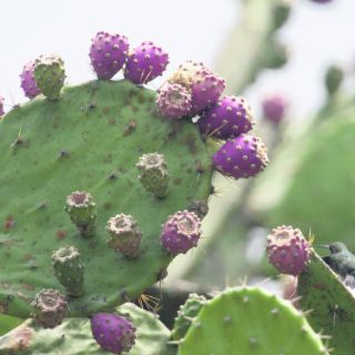 Aunque me espine la mano