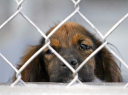 El objetivo es dar la oportunidad de una nueva vida a cientos de animales que fueron abandonados por sus dueños. NTX / H. Borges