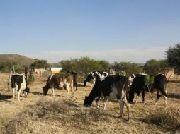 Los animales fueron reconocidos por sus dueños por la marca del fierro que tienen. ESPECIAL / @FiscaliaJal
