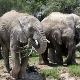 El tráfico de marfil diezma población de elefantes en África