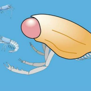 Paleontólogos encuentran fósil de crustáceo del periodo jurásico