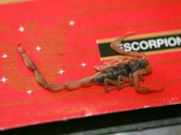 Entre las enfermedades que podrían controlarse con veneno de alacrán están las de tipo inmune, como la atritis y la diabetes. EL INFORMADOR / ARCHIVO