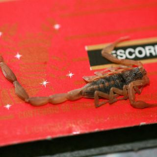 Veneno de alacrán tiene sustancias benéficas para la salud