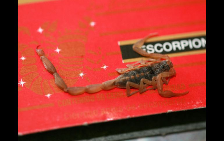 Entre las enfermedades que podrían controlarse con veneno de alacrán están las de tipo inmune, como la atritis y la diabetes. EL INFORMADOR / ARCHIVO