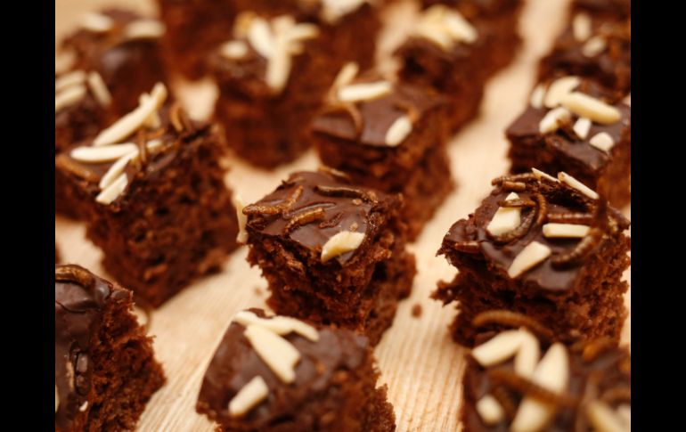 Katharina Unger es coinventora de un aparato para criar las larvas hasta que crezcan y puedan ser 'cosechadas'. AFP / D. Nagl