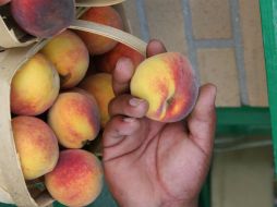 Las frutas mejoran el sistema inmune, así como el cardiovascular y renal. EFE / ARCHIVO