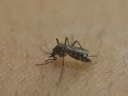 El virus es transmitido por el mosquito Aedes aegypti, el mismo vector del dengue y el chikungunya. AP / ARCHIVO