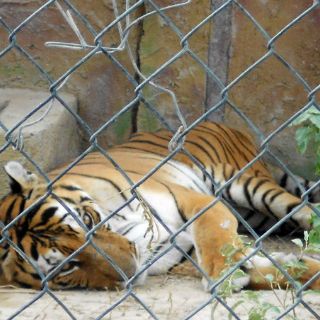 Animales que estaban en circos de Puebla fueron sacrificados