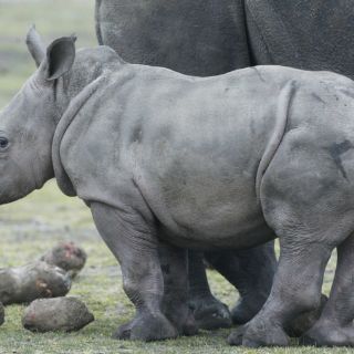 Caza de rinocerontes en Sudáfrica baja por primera vez en años
