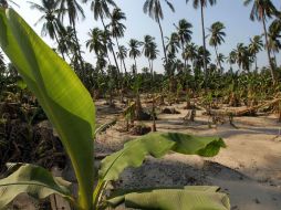 El paso del Huracán ''Patricia'' afectó cultivos de plátano y maíz, principalmente. EL INFORMADOR / ARCHIVO
