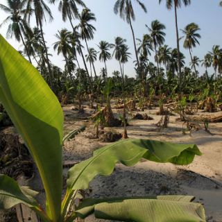 Comienza entrega de insumos a productores afectados por 'Patricia'
