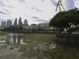 Las plantas llegaron en pequeños bloques, aunque esta mañana se multiplicaron a lo largo de la costa porteña. EFE / D. Fernández