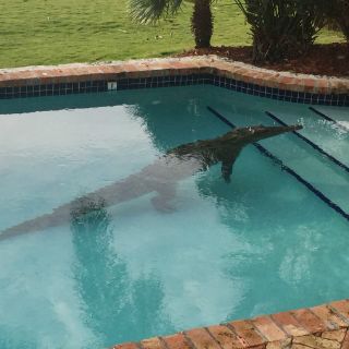 Cocodrilo nada en piscina en Florida
