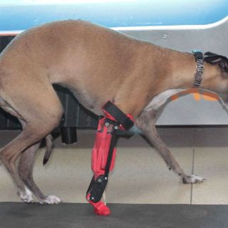 Académicos mexicanos crean prótesis articulada en 3D para perro