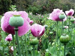 En China es común condimentar sopas y mariscos con amapola, que contiene bajas cantidades de morfina y codeína. EL INFORMADOR / ARCHIVO