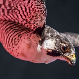 Museo de Historia Natural tendrá la primera Noche de Museos 2016