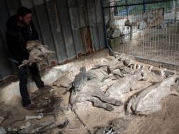 Los animales que murieron por inviernos fríos, hambre y enfermedades fueron disecados. AP / K. Hamra