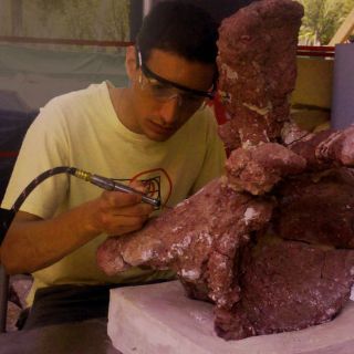 Hallan huesos de la cadera de un dinosaurio en la India