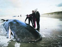 Cachalotes. En las costas de Alemania y Holanda, fueron encontrados los cuerpos de 10 cachalotes varados. EFE /