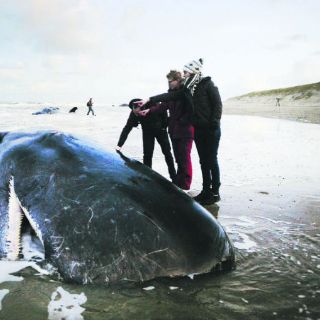 'El Niño' podría estar relacionado con el varamiento de ballenas