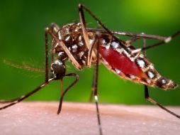 La OMS indica que se han reportado 46 casos del síndrome en sólo cinco semanas sólo en El Salvador. AP / ARCHIVO