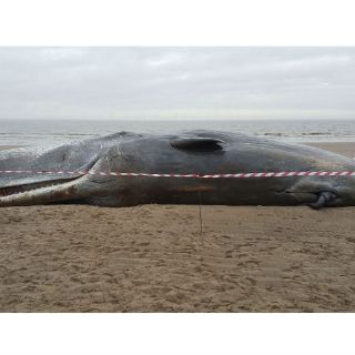 Cuatro cachalotes quedan varados en playas de Inglaterra
