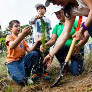 EXTRA A.C. dará en adopción 150 mil árboles en 2016