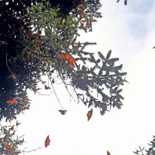 Lanzan estrategia para preservar hábitat de Mariposa Monarca