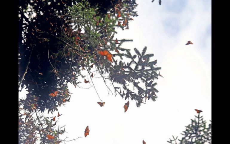 Desde noviembre del 2015 la Profepa implementó un plan para evitar la tala ilegal en la Reserva de la Biósfera Mariposa Monarca. SUN / ARCHIVO