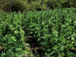 El 11 de diciembre las autoridades autorizaron el cultivo y consumo de la mariguana con fines lúdicos a cuatro personas. EL INFORMADOR / ARCHIVO