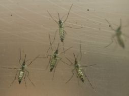 El virus del Zika es transmitido por el mosquito Aedes Aegypti, que también transmite el virus del dengue y la chikunguña. AP / A. Penner