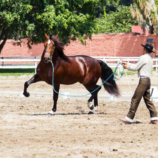 Ganadería y telecom, con mayor baja de precios en 2015