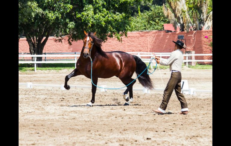 Este sector fue el que registró la mayor baja en precios al consumidor. EL INFORMADOR / ARCHIVO