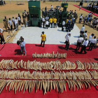 Sri Lanka destruye más de 300 colmillos de elefante