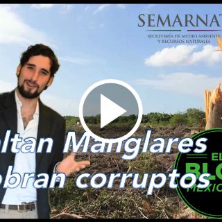 El Blog Mexicano: Todos vs el manglar de Tajamar