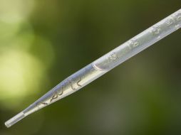 El principal foco del virus se transmite por picadura del mosquito 'Aedes aegypti'. AP / F. Dana