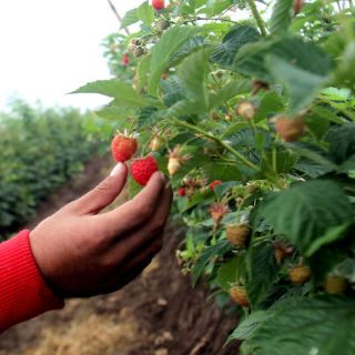 En seis meses sale primer viaje de alimentos a China