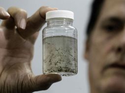 El mismo mosco podría transmitir dengue, chikungunya y zika. EFE / ARCHIVO