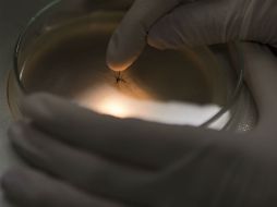 Emiten una alerta para todas las personas que viajen a América Latina y el Caribe. AP / ARCHIVO