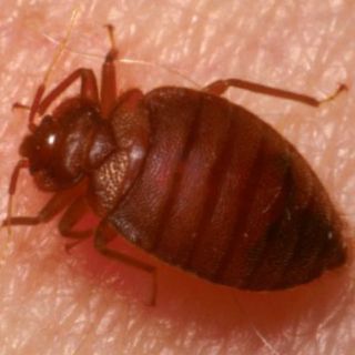Chinches de cama, resistentes a insecticidas