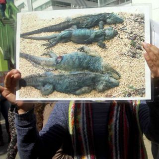 Dan 10 días a Fonatur para rescatar cocodrilos en Tajamar