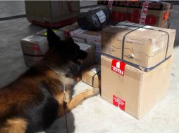 Los paquetes fueron localizados con la ayuda de perros policía en una inspección a empresas de mensajería. TWITTER / @PoliciaFedMx